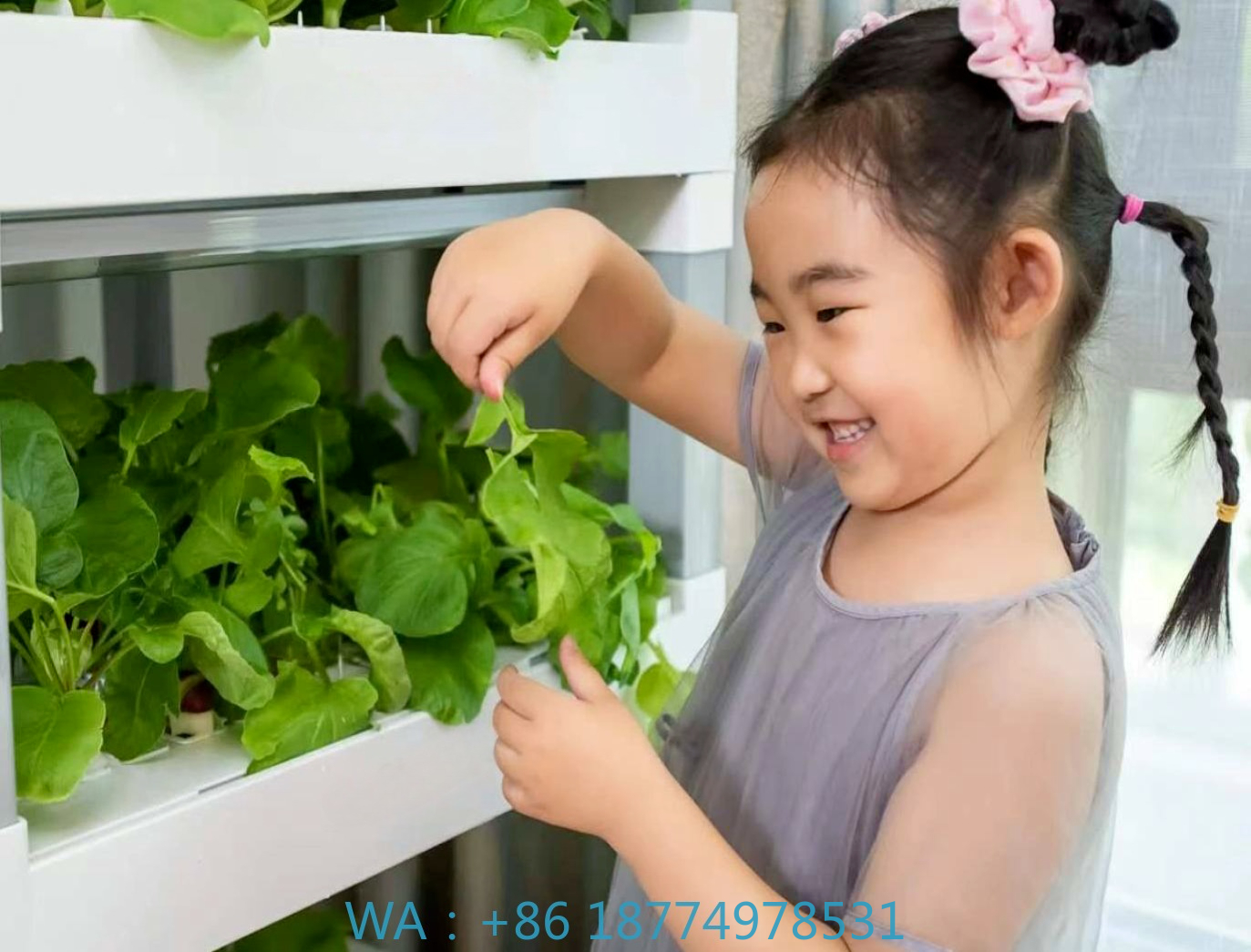 nt China Hydrokultur Grow Box  - Diy Home Automation System 리뷰 및 가격