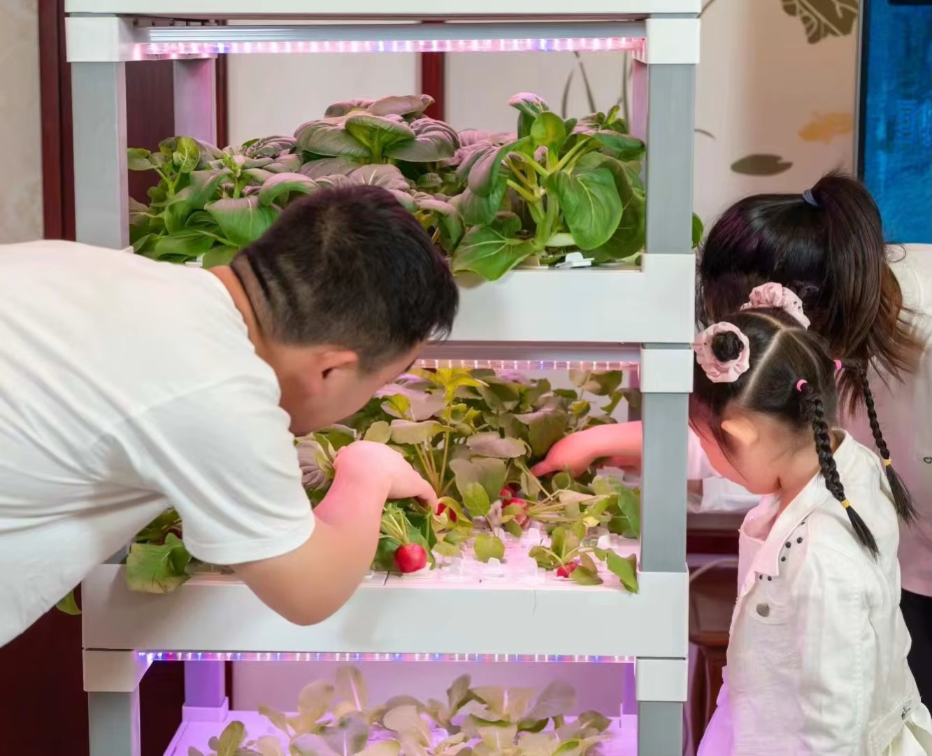 nt China Hydrokultur Grow Box  - Diy Home Automation System 리뷰 및 가격